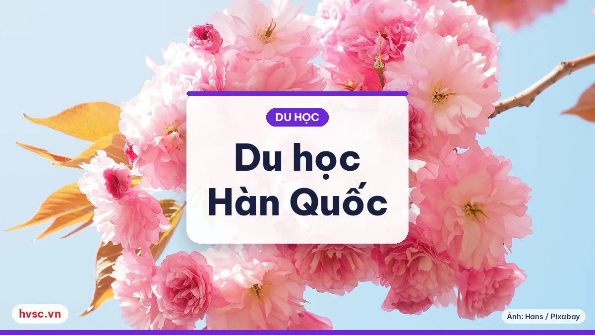 Ảnh minh hoạ: Du học Hàn Quốc: visa D-2, TOPIK và ước tính chi phí